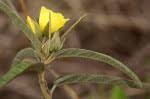 Image result for Melhania prostrata
