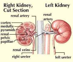 Renal Papilla Anatomy Britannica