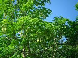 Image result for Gyrocarpus