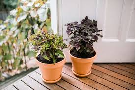 Image result for Coleus hereroensis