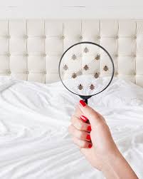 Many people do not see bed bugs until after they have already started seeing other signs of infestation in addition, carpet beetle larvae will shed their skins as they grow. Identity Crisis 5 Bugs That Look Like Bed Bugs Batzner Pest Control