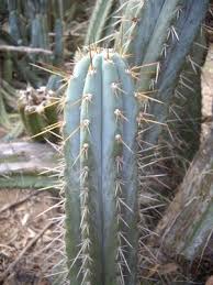 Image result for Erythroxylum platycladum