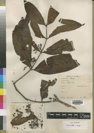 Image result for Aidia micrantha