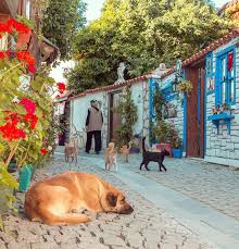 Because In Turkey You Re Not Limited To Just Human Friends Sigacik Anatolianfauna Mondaymotivation Mcbilal83 Turkey Ho Turkey Human Instagram