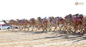 Neymar, alves and buffon just participated in a camel race in qatar and it is the best video you'll see 17/1/2019!! Dubai Camel Racing Club Aktuelle 2021 Lohnt Es Sich Mit Fotos Tripadvisor