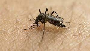Jun 19, 2021 · vorsicht ist jedenfalls geboten, da neben der heimischen hausgelse auch die tigermücke das west nil virus übertragen kann, welches sich mittlerweile im südosteuropäischen raum etablieren konnte. West Nile Virus Detected In Mosquito Sample Collected In Newton