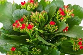 Una Planta Colorida El Kalanchoe Canal Hogar Mapfre Plantas Suculentas Cultivo De Plantas Plantas
