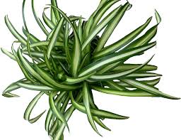 Image result for Chlorophytum macrophyllum