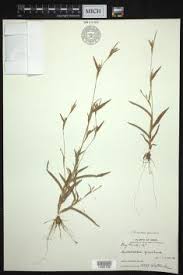 Image result for Hackelochloa