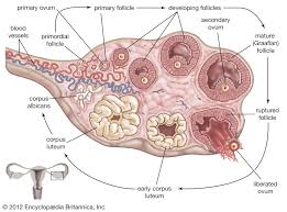 The ovaries are the female reproductive glands that are about the size of a large almond. Ovary Animal And Human Britannica