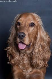 Pin By On I Dogs Animal Photography Dogs Cocker Spaniel Dog Golden Cocker Spaniel Puppies