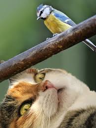 7 Unmistakable Signs Your Cat Loves You Catvills In 2020 Cat Love Cats Cat Behavior