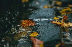A Meeting With My Ex Autumn Gif Autumn Nature Gif
