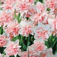 Delnashaugh Daffodil Super Sak Spring Flowering Bulbs Daffodils Bulb Flowers