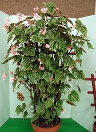 Pin On Begonias
