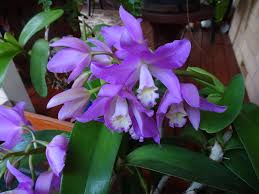 Image result for Orthochilus milnei