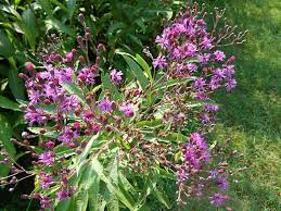 New York Ironweed (Vernonia Noveboracensis) - Prince William Wildflower  Society