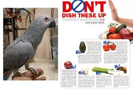However, when vets and experts make claims like this, there will always be some fruit types which they omit to mention, which are unsafe for parrots to eat. African Grey Toxic Foods African Parrot Grey Health Diet Personality Intelligence And Care