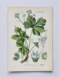 Image result for Sanicula