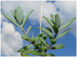 Image result for Kalanchoe rotundifolia