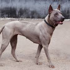 Mum is a pure breed ridgeback and dad is a pure lab. Thai Ridgeback Full Profile History And Care
