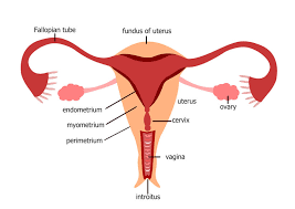 There are several types, all of which have specific names (eg, leiomyosarcoma) yes, the zygote does become an embryo when it enters the womb. Women S Cancer Series Uterine Cancer Womb Cancer