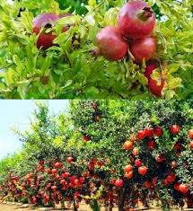 Fruit is sold automatically every hour. Small Business Ideas List Of Small Business Ideas How To Starting Your Own Pomegranate Farming Business Pomegranate Farming Farming Guide Farming Business