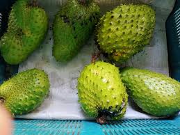 Terdapat banyak khasiat durian belanda. Buah Durian Belanda Rosak Dan Ada Tampok Tampok Hitam Rupanya Ini Yang Perlu Dilakukan Impiana