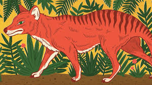 Thylacine , ( thylacinus cynocephalus ), also called marsupial wolf, tasmanian tiger , or tasmanian wolf , largest carnivorous marsupial of recent times, presumed extinct soon after the last captive. The Obsessive Search For The Tasmanian Tiger The New Yorker