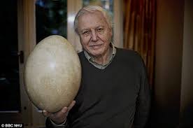 Bird Eggs For Sale Uk Giant Elephant Bird Egg With Embryo Inside Goes On Sale For 50 000 David Attenborough Bird Eggs Eggs