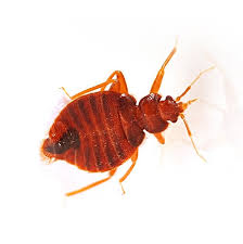 Same day service.* we will also place a granular bait in your flower and mulch beds so that it is taken back to any potential nests. Bed Bug Extermination Services Superb Pest Control Woodbridge Nj