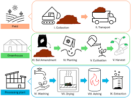 Image result for Sphaeranthus gomphrenoides