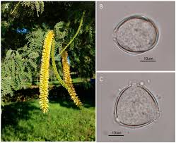 Image result for Pseudoprosopis