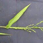 Image result for Acroceras zizanioides