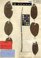 Image result for Diospyros kirkii