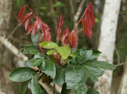 Image result for Pancovia golungensis