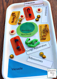 Different kinds of animals have different numbers of cells, but most have millions and millions. 20 Plant Cell Model Ideas Your Students Find Them Interesting Plant Cell Model Plant Cell Project Models Plant Cell