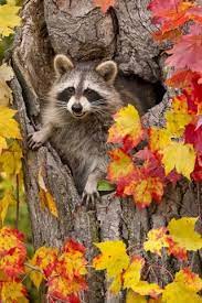 Petslady S Pick Cute Fall Raccoons Of The Day Animals Animals Beautiful Cute Animals