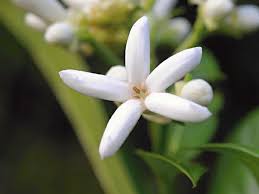 Image result for Gaertnera