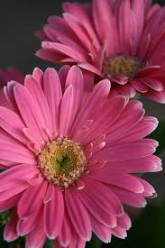 Fiori tipo margherita con 7 petali tondeggianti. Gerbera Daisy Rosa Margherita Foto Gratis Su Pixabay