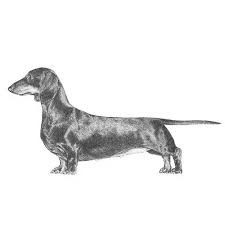 This is a place for owners and lovers of the wonderful dog breed, dachshund! Dachshund Dog Breed Information