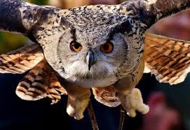 Hiboux Et Chouettes Porte Malheurs Ble Archives