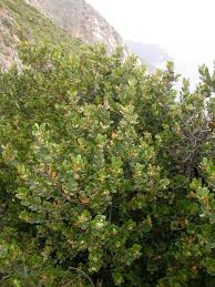 Image result for Pouteria pseudoracemosa