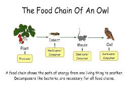 These stores offer a wide variety of items, from basic staples to organic produce and specialty foods. Energy Flow In Food Chains Food Webs Energy