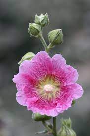 Check spelling or type a new query. Hollyhocks Hollyhocks Flowers Beautiful Pink Flowers Beautiful Flowers