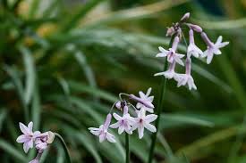 Image result for Tulbaghia acutiloba