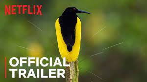 Dancing with the birds is a 2019 documentary film directed by huw cordey and narrated by stephen fry. Dancing With The Birds Official Trailer Netflix Youtube