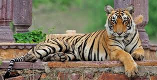 Here you also can view the price of tigress (global) in rocket league credits over the last 15 days and get know the tigress (global) price. The World S Most Photographed Tigress Machli Of Ranthambore Turned 20 This Month