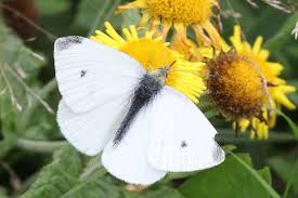 Maybe you would like to learn more about one of these? Small White Dorset Butterflies
