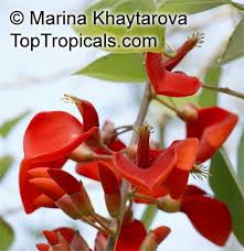 Image result for Erythrina fusca